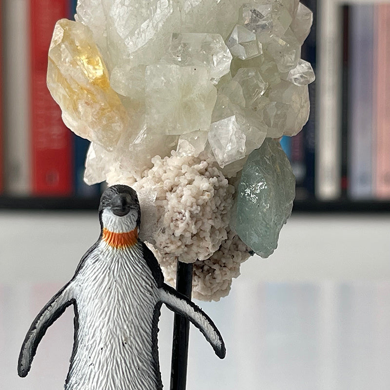 Smart Penguin